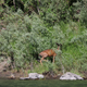 Illustration for article titled Rogue River morning post